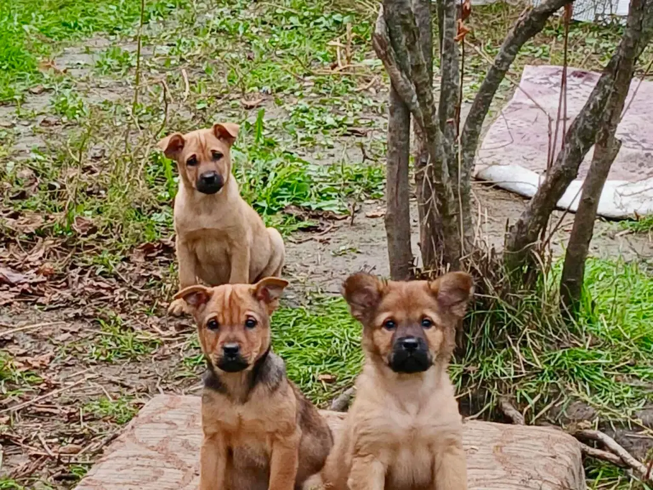 Billede 7 - Lille Dina leder efter sit 4-ever hjem 🏡 💝