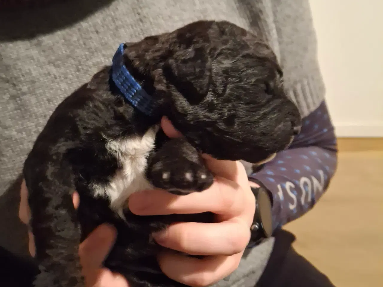 Billede 4 - Skønne Labradoodle hvalpe 