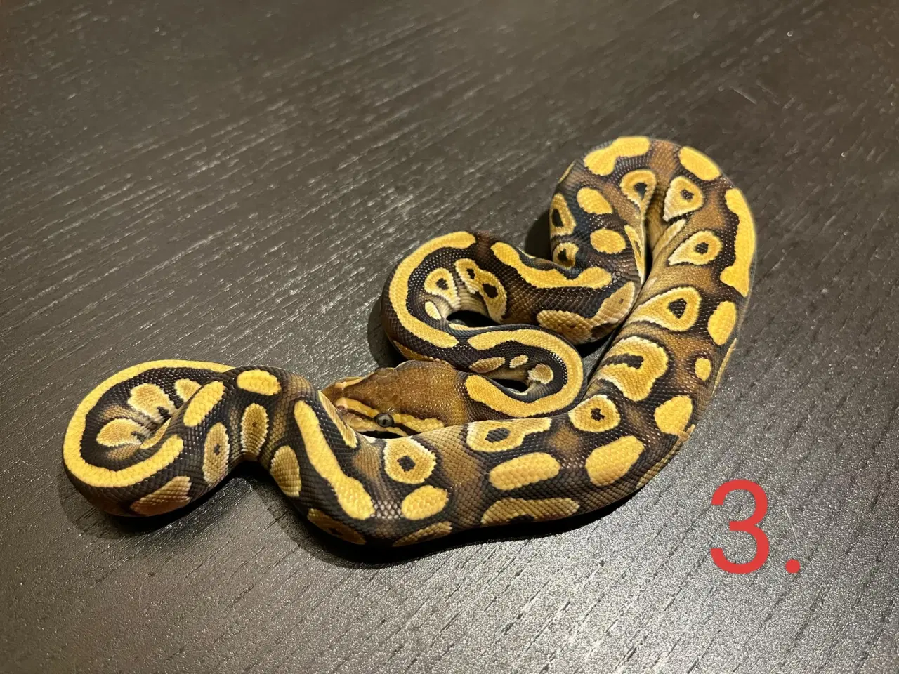 Billede 5 - Konge Python CB 24