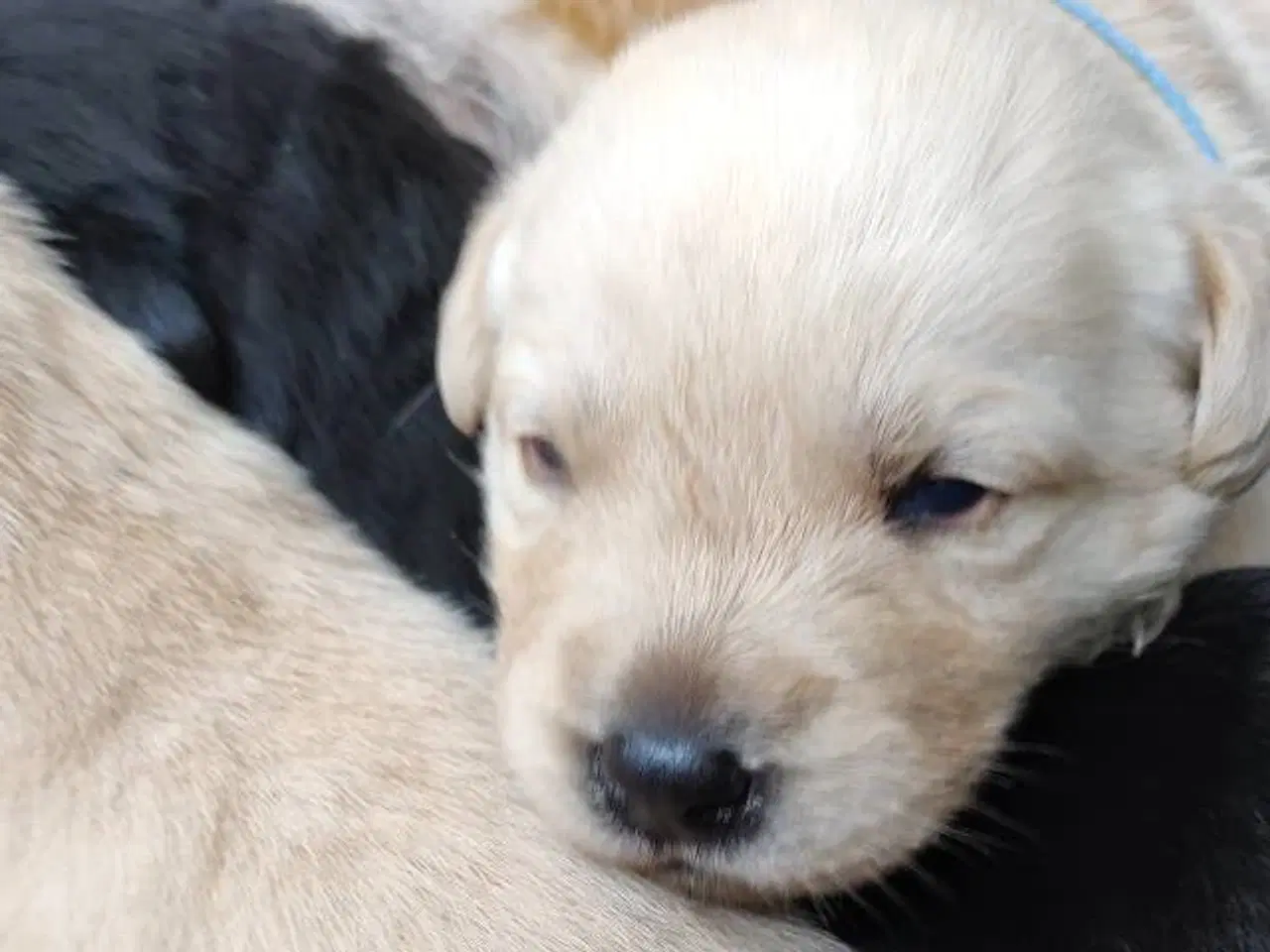 Billede 2 - Labradorhvalpe med stambog