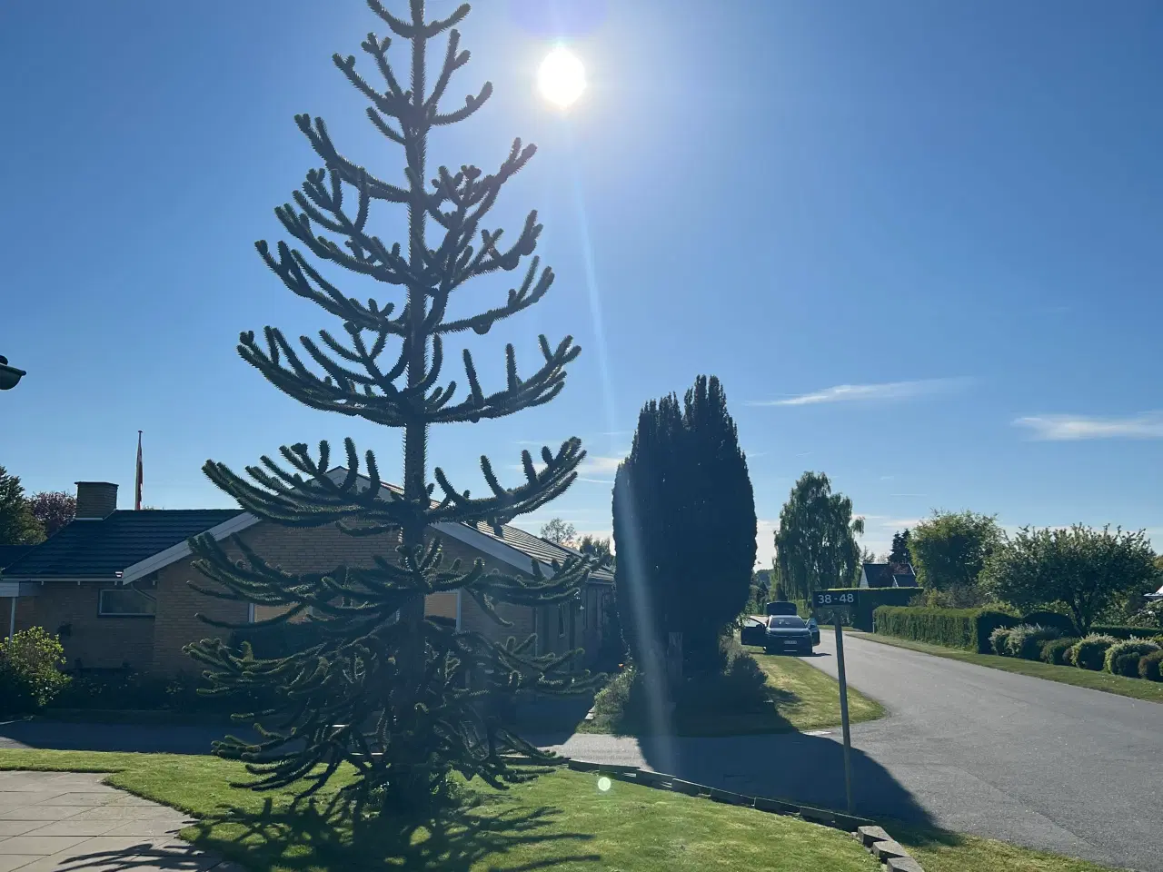 Billede 2 - Abetræ- Monkey puzzle tree