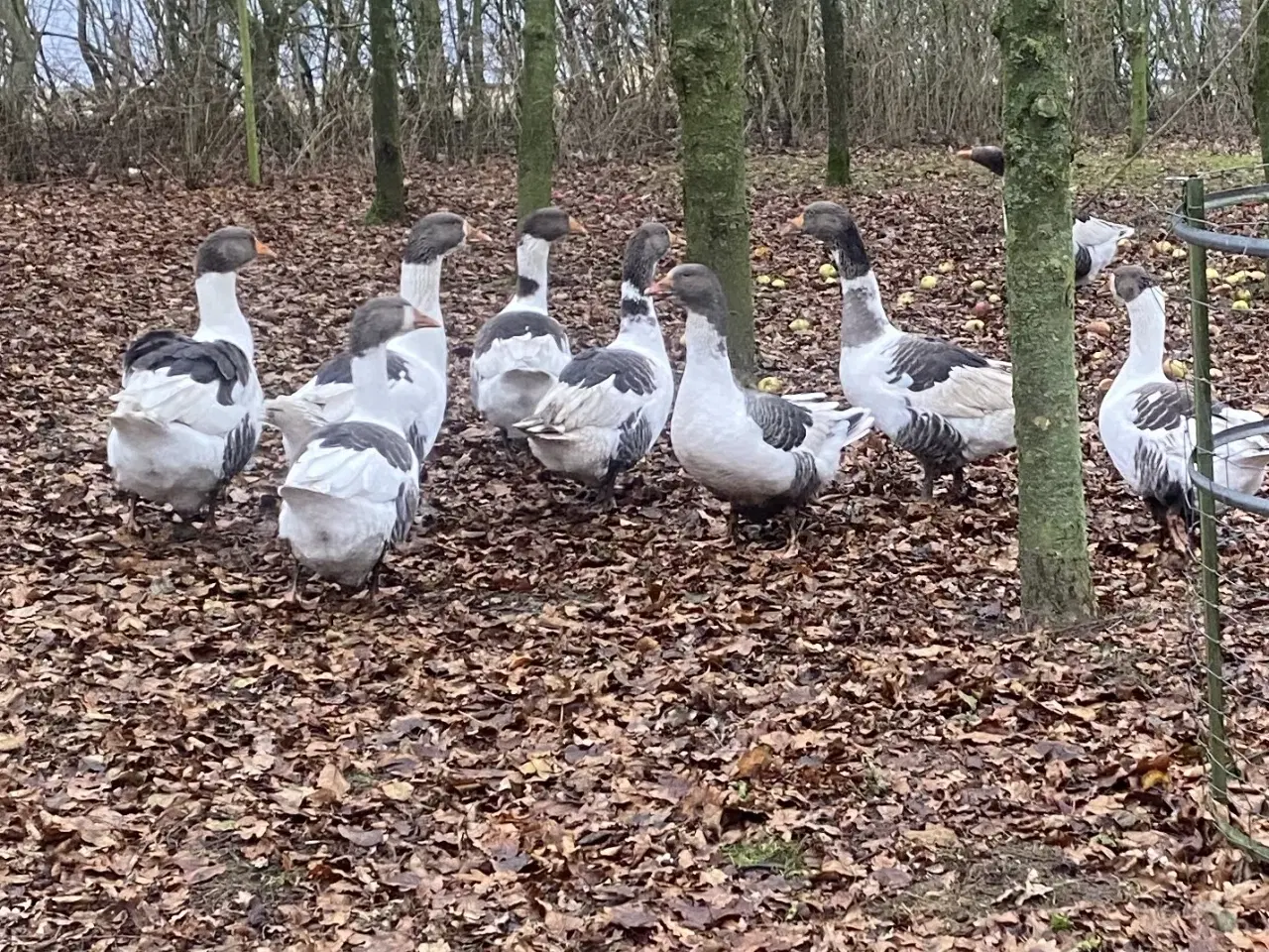 Billede 1 - Gæs. Gammel dansk landrace