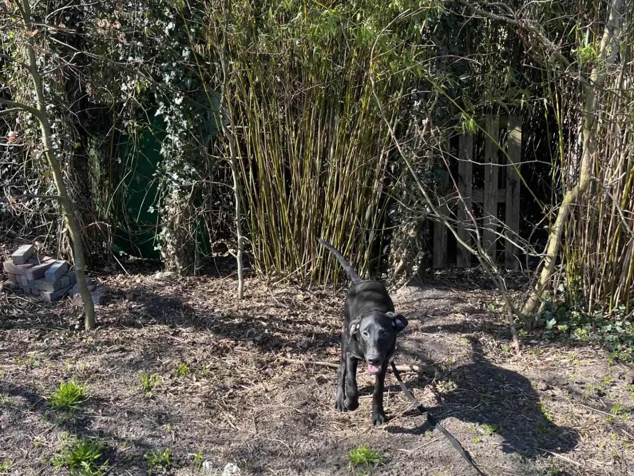 Billede 6 - 2 søde og aktive Dobermann blandingshvalpe