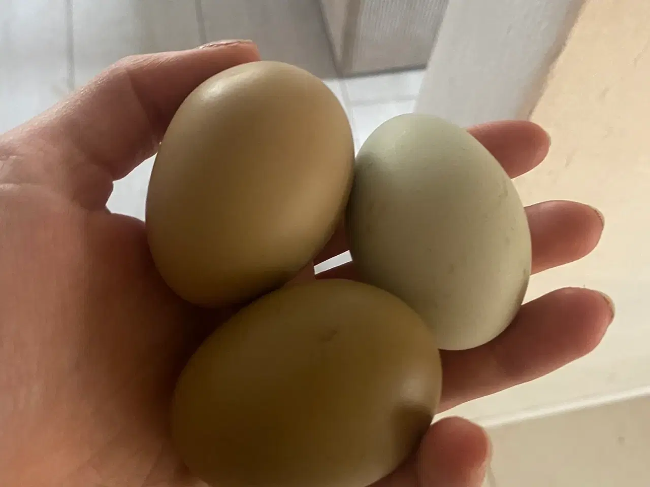 Billede 2 - Daggamle kyllinger 