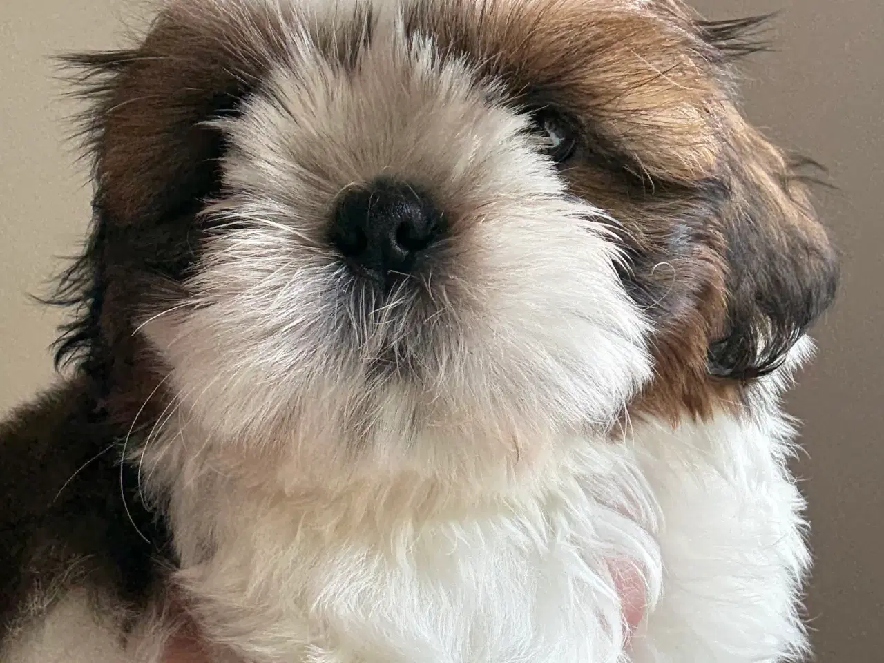 Billede 2 - Shih tzu hvalp