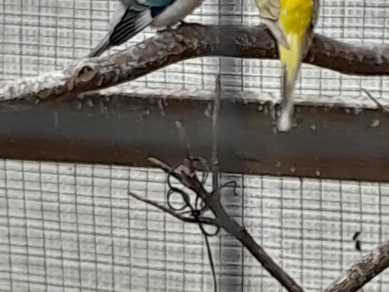 Billede 2 - 4 sangere