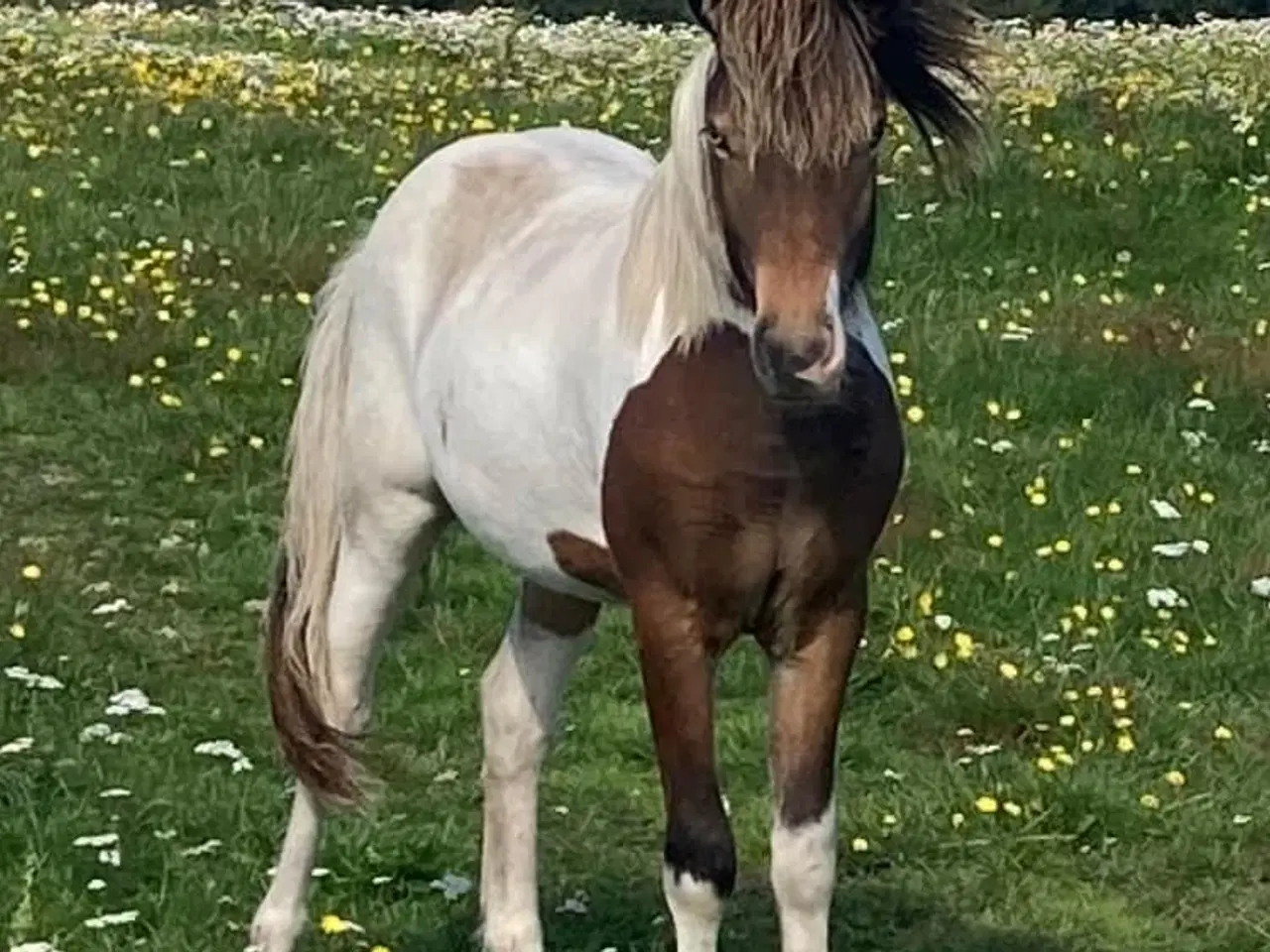 Billede 1 - 2 års islænder hingst