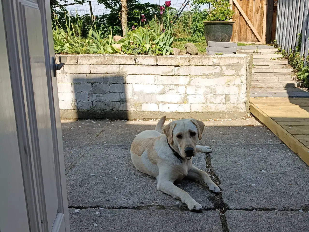 Billede 6 - Labrador Retriever han søger nyt hjem.