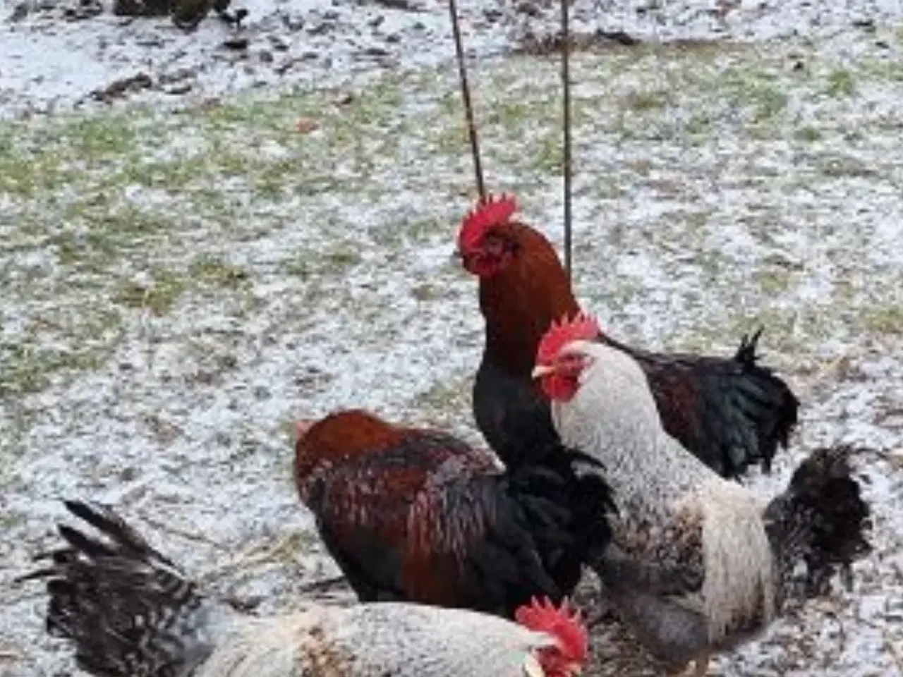 Billede 1 - Cream Lagbar og Sort Kobber Maran haner.