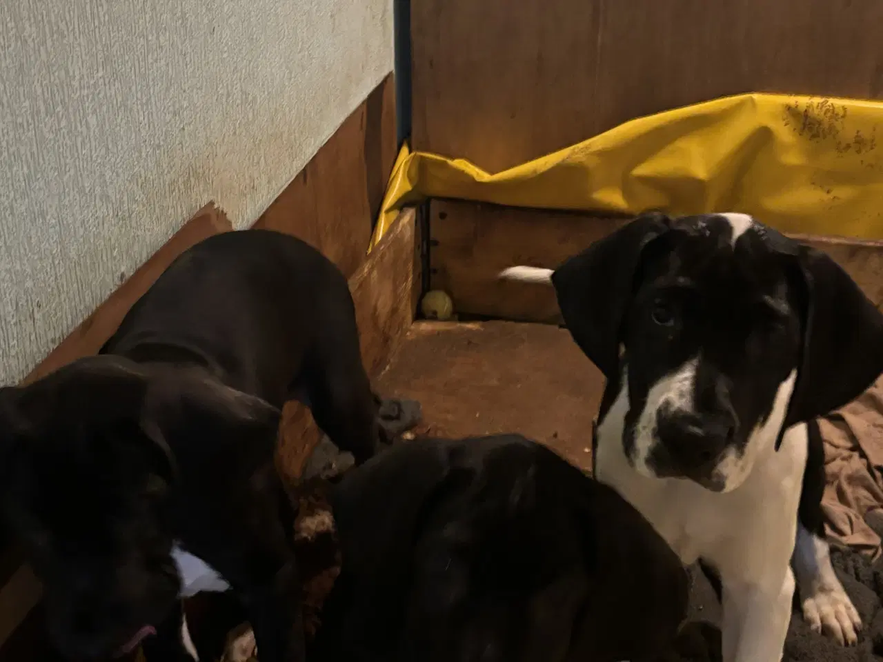 Billede 11 - Grand Danois hvalpe