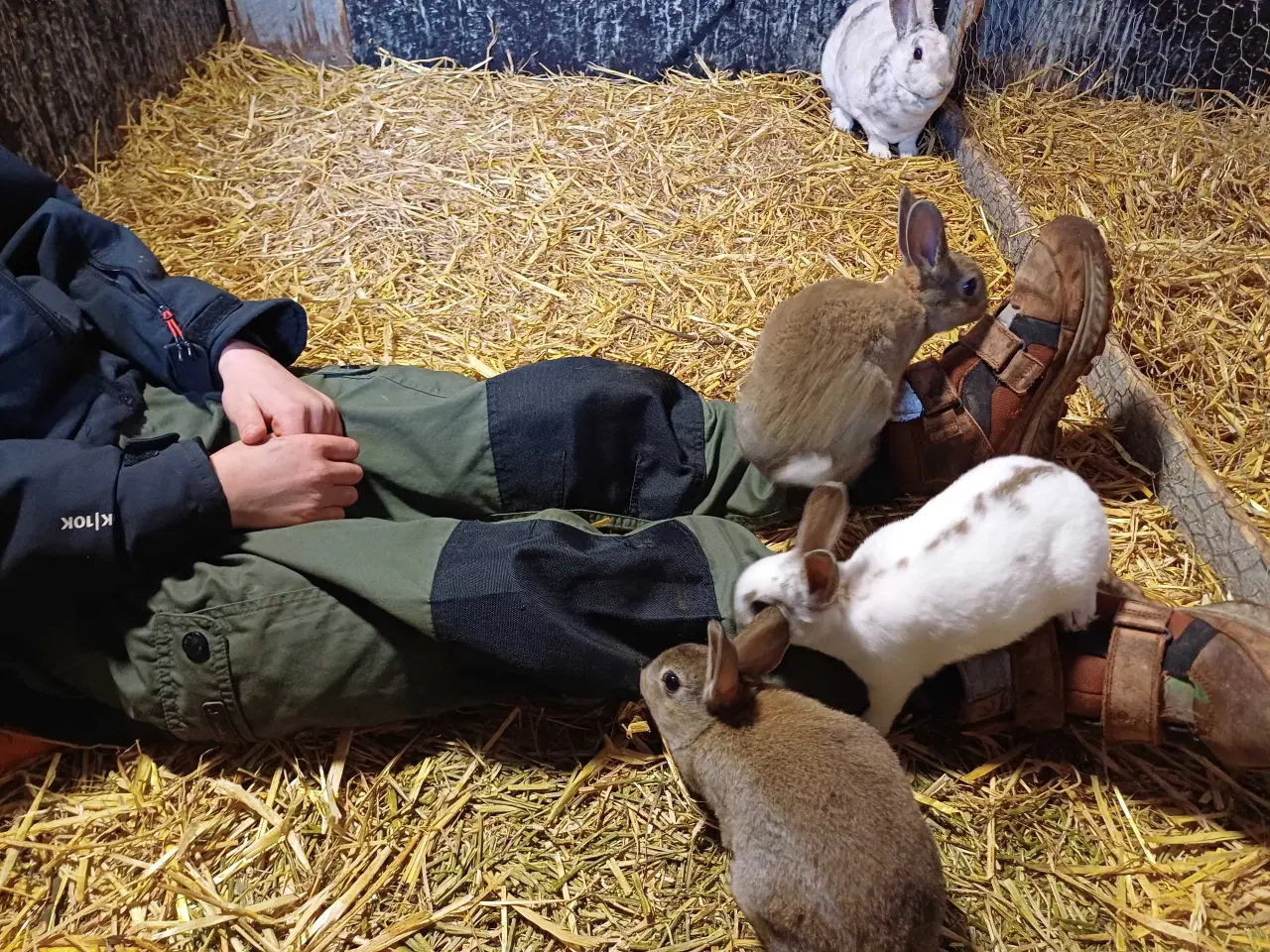 Billede 6 - Lille rex