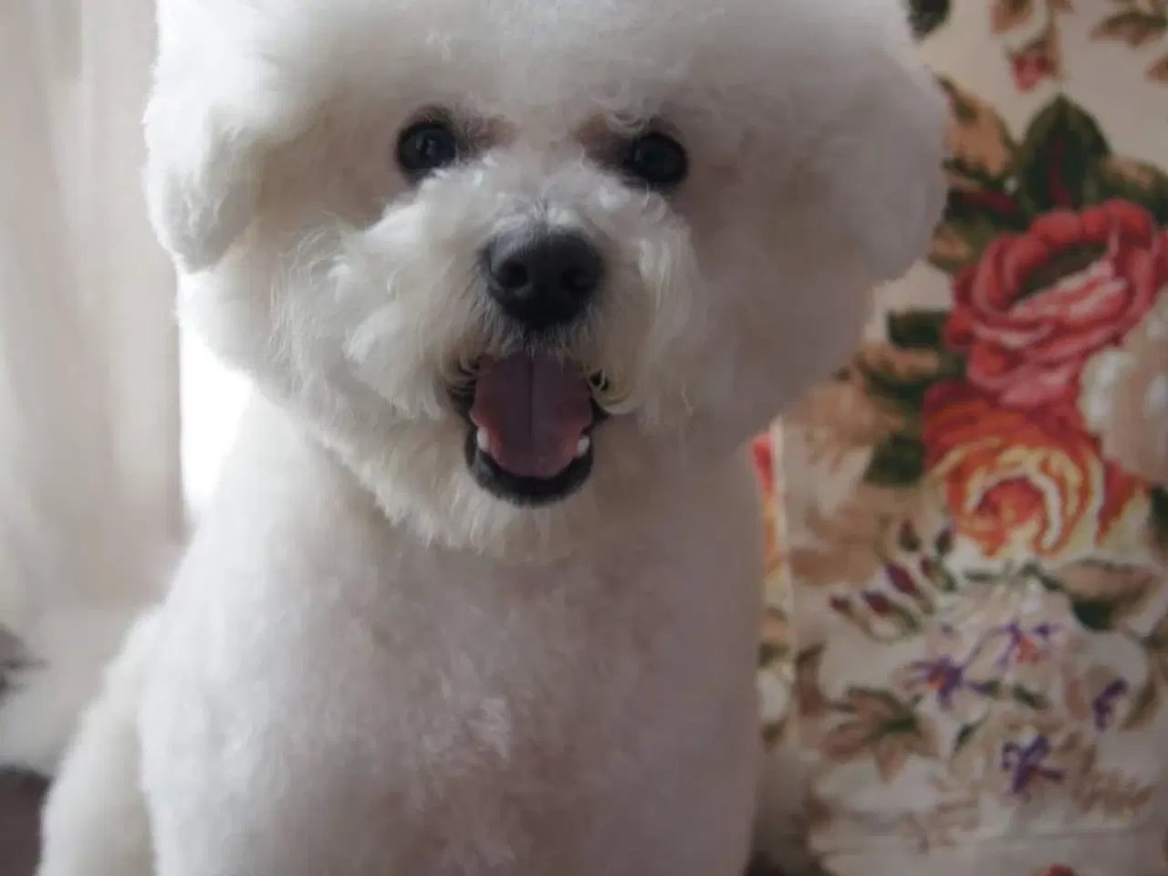 Billede 14 - Bichon Frise allergivenlige hvalpe