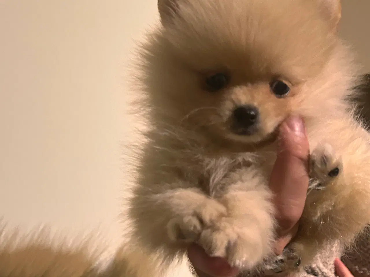 Billede 6 - Pomeranian hvalpe