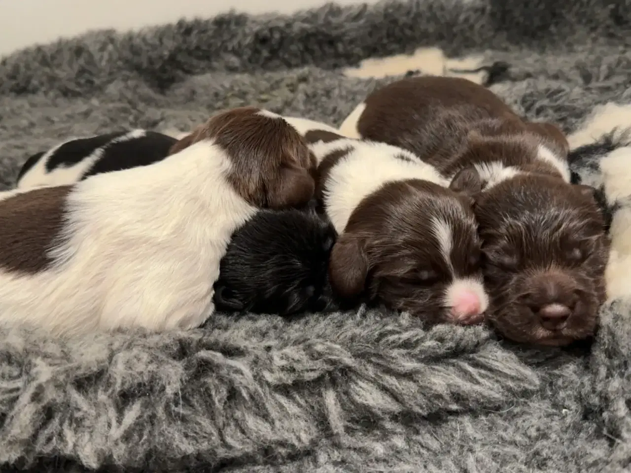 Billede 3 - F.T Springer spaniel