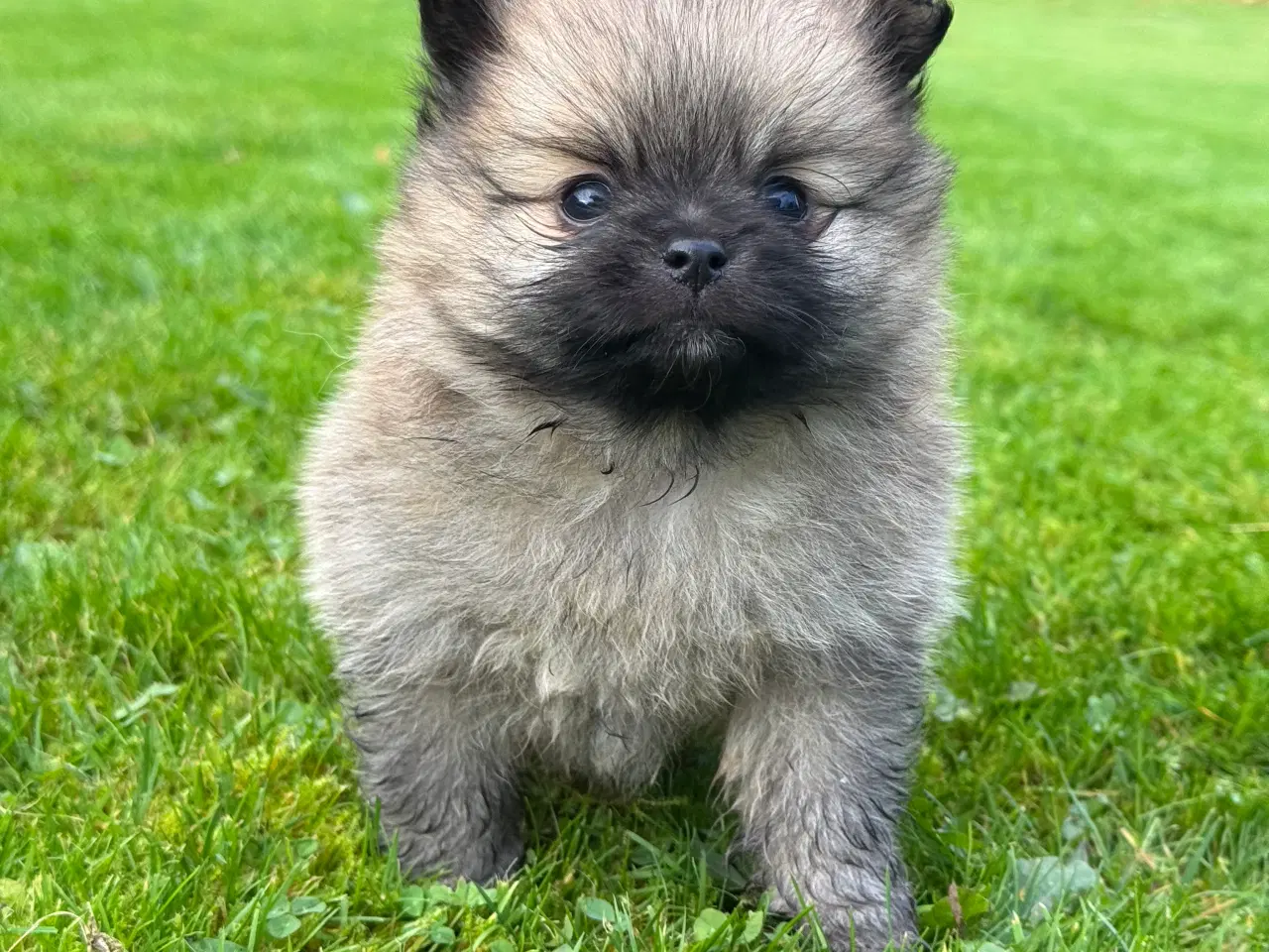 Billede 10 - Pomeranian hvalp, en dreng, 8 uger.