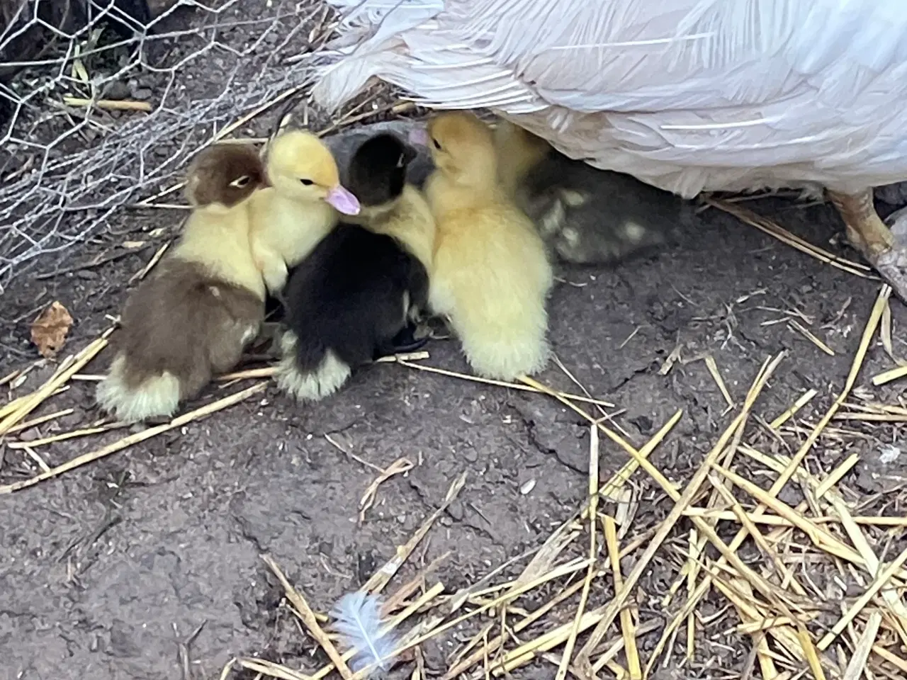 Billede 1 - Moskusællinger med mor