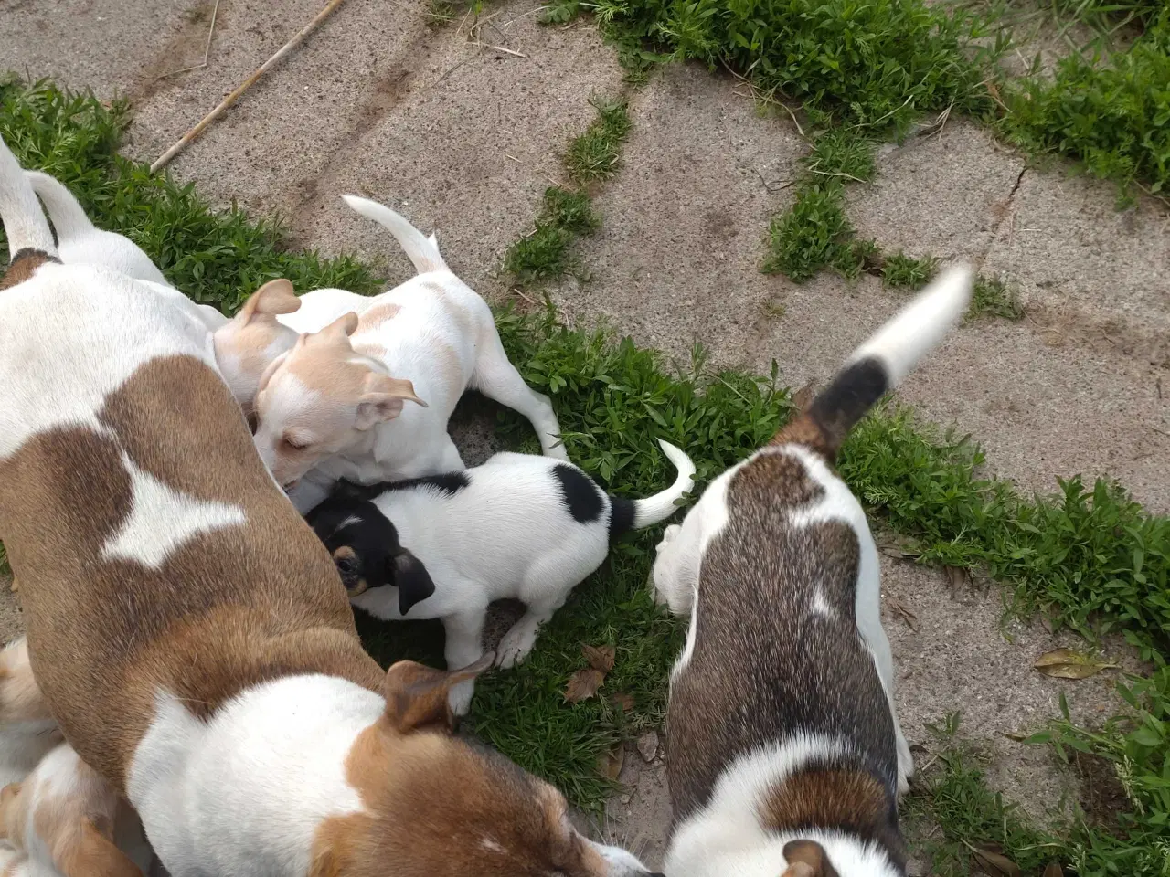 Billede 16 - Dansk/svensk gårdhunde hvalpe