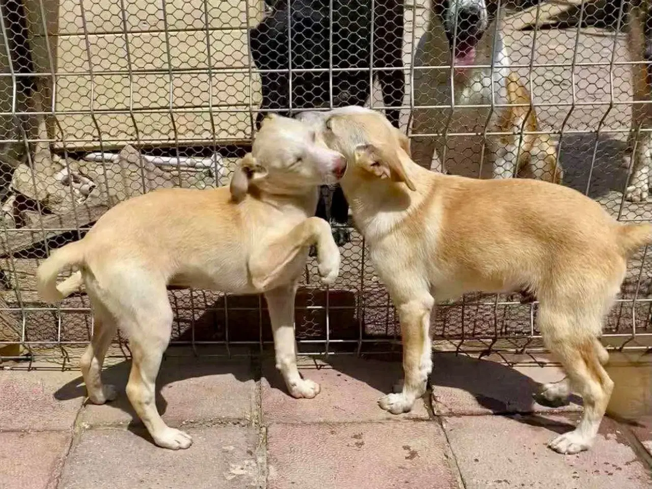 Billede 12 - Vidunderlige Lotus søger sin helt egen familie 🥰