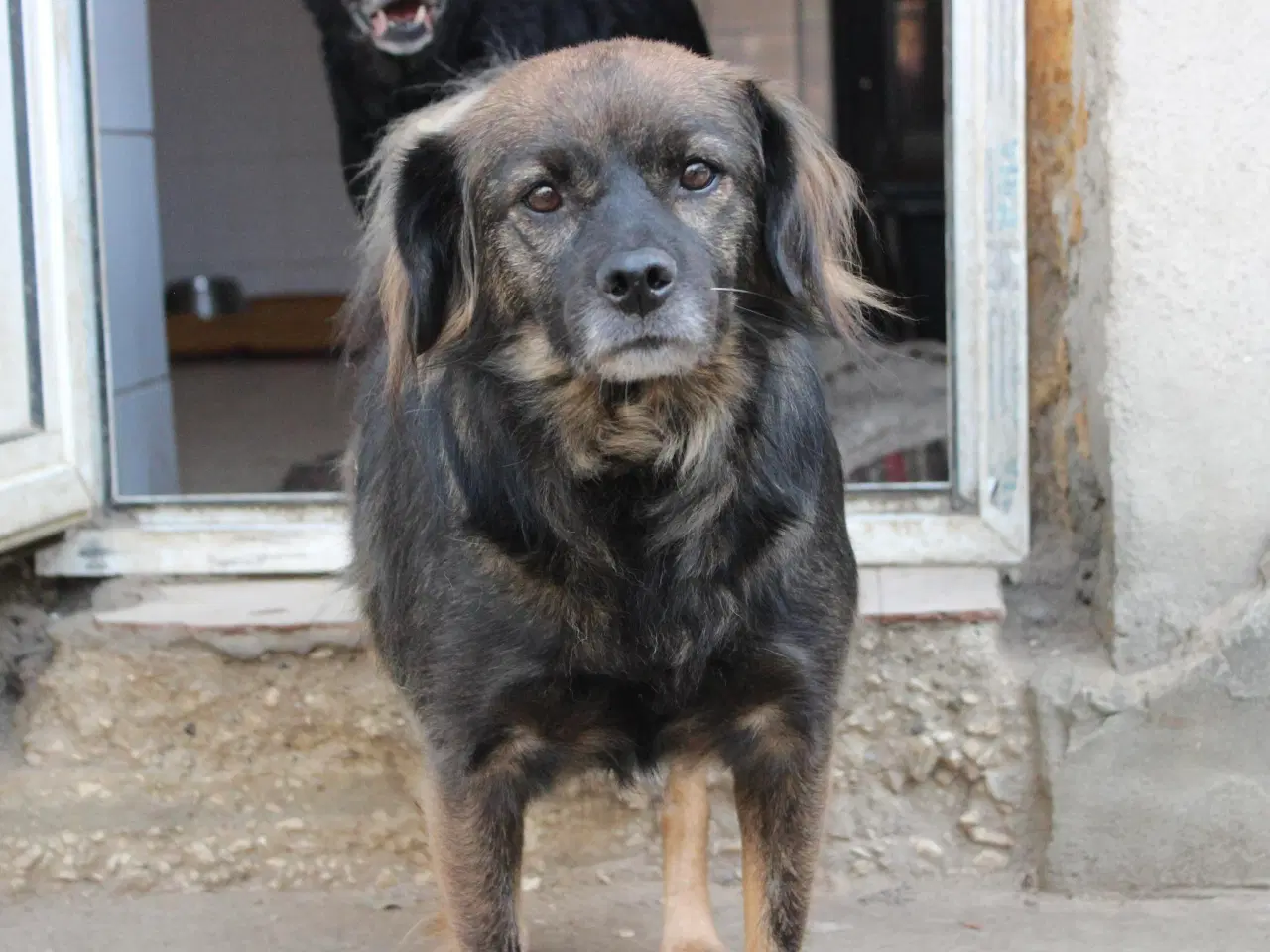 Billede 9 - Livsglade Joy 🩷