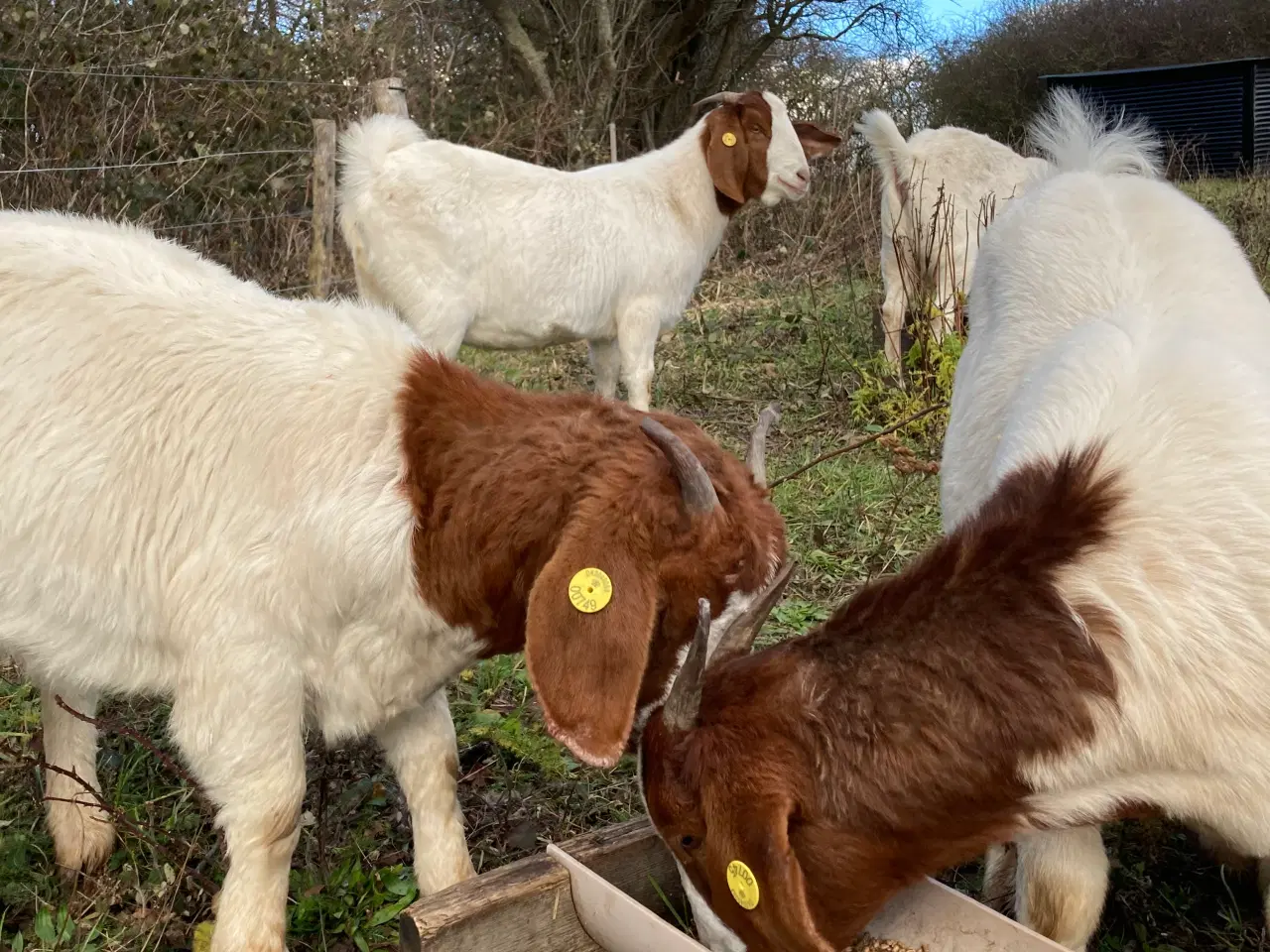 Billede 2 - Boer geder sælges