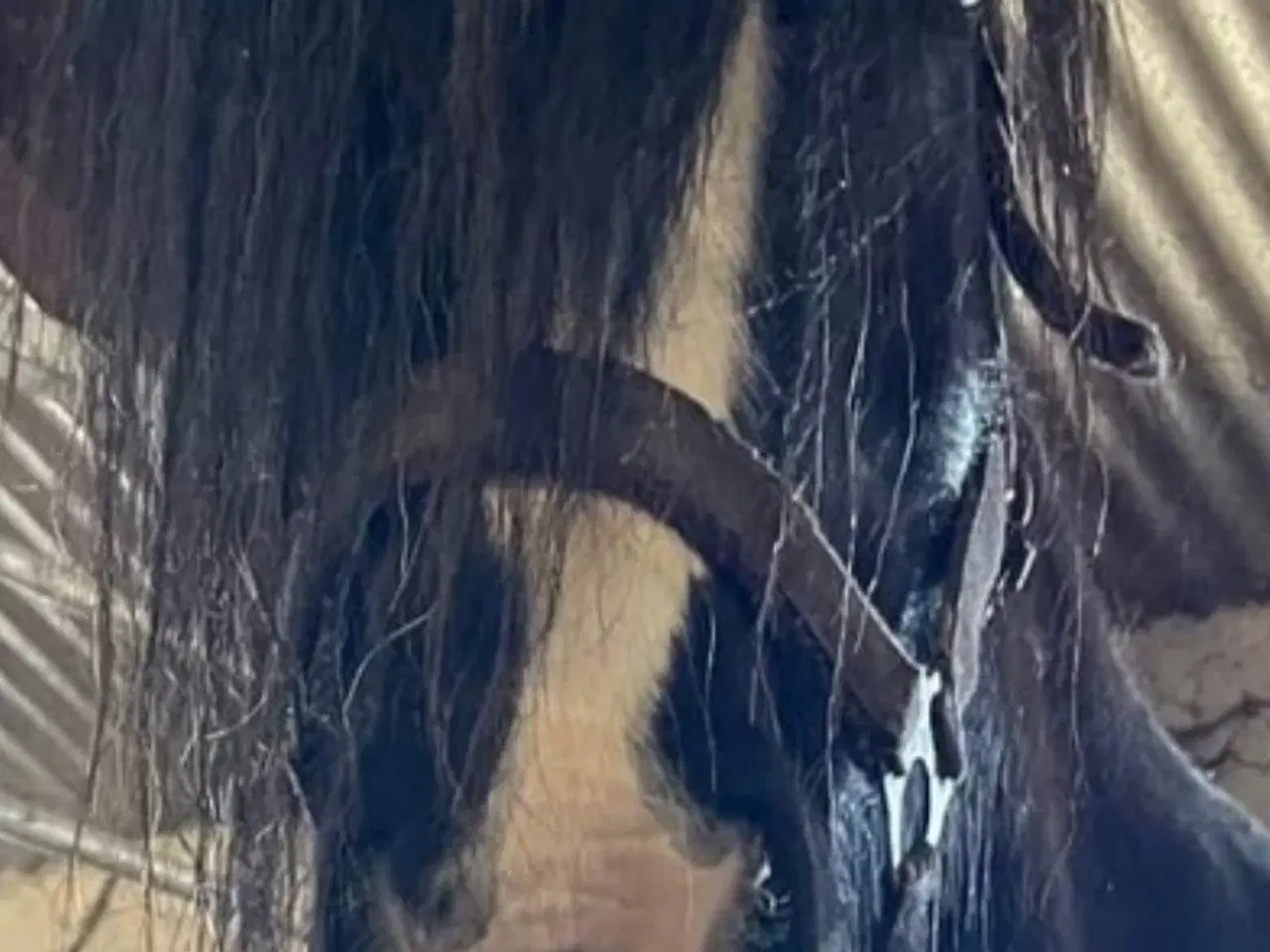 Billede 6 - Irish cob vallak Danmarks roligste