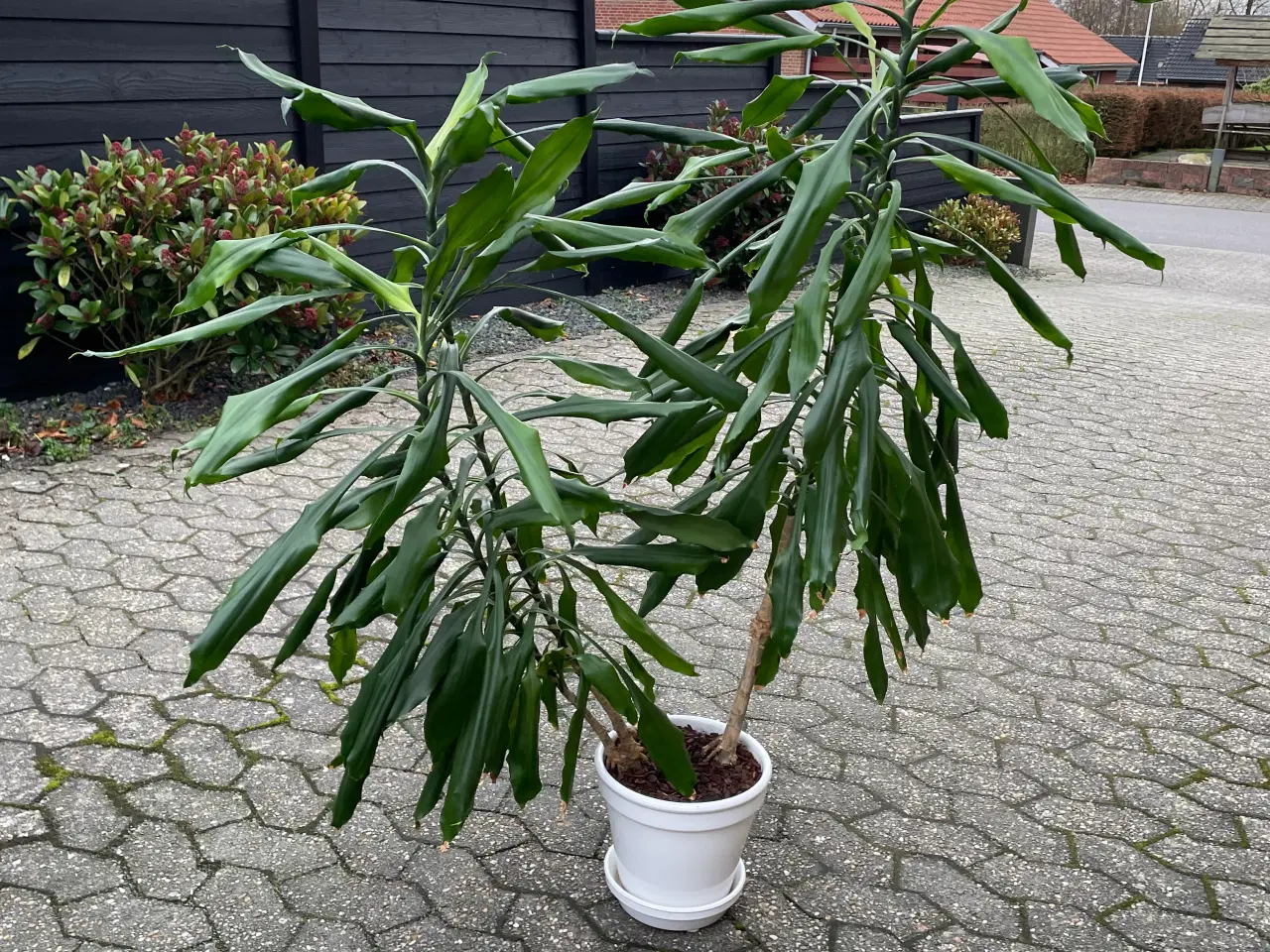 Billede 1 - Stueplante.