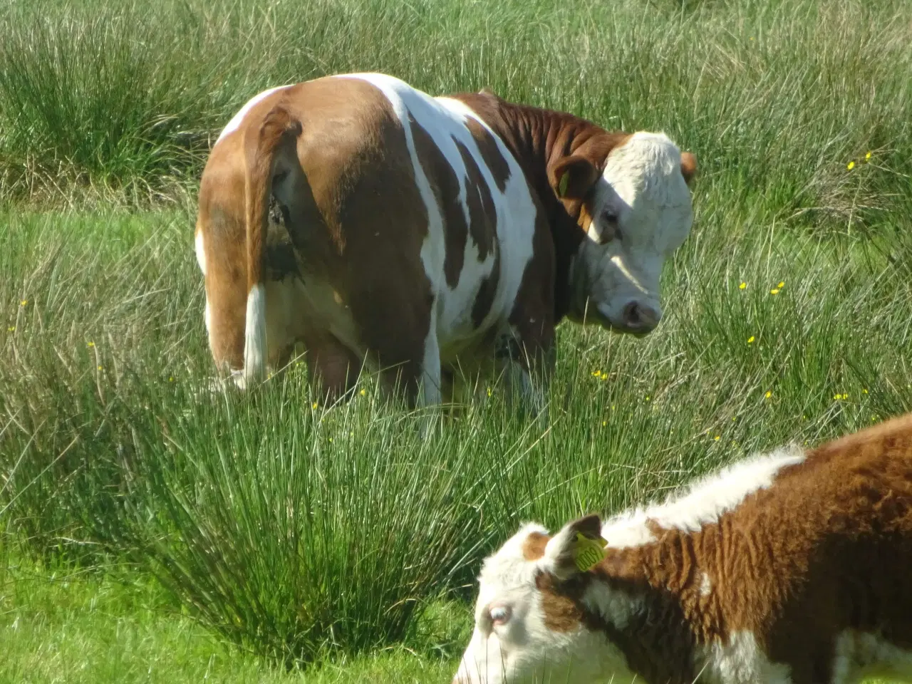 Billede 2 - Flot simmentaler tyr udlejes