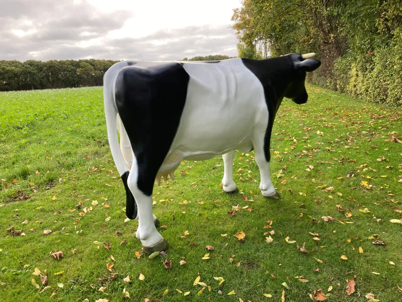 Billede 5 - Holstein ko