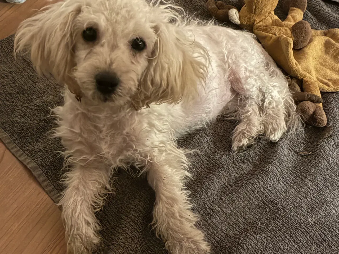 Billede 2 - Puddel blanding