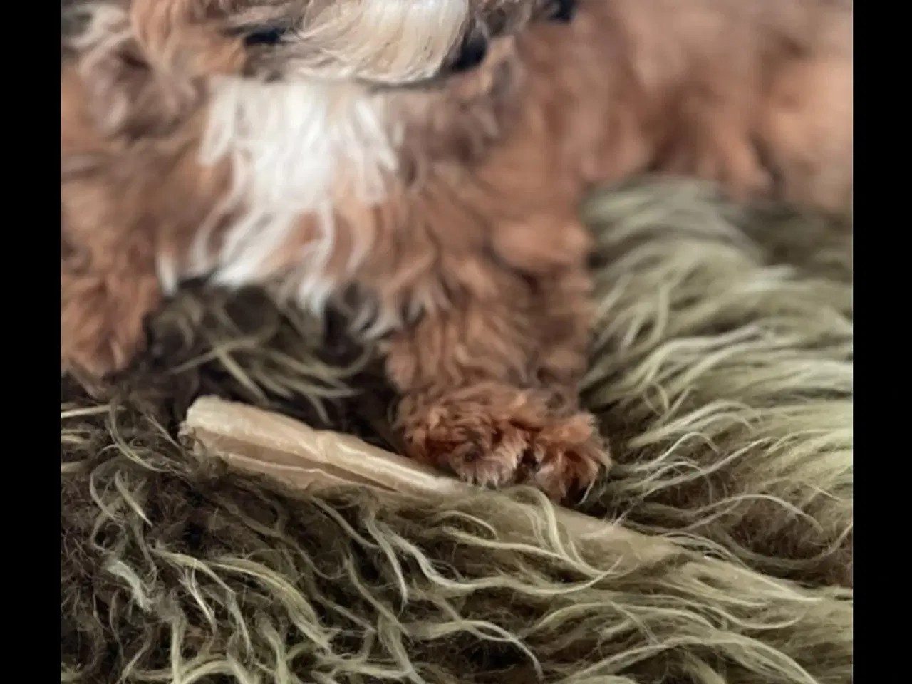 Billede 4 - Parring Bichon Havanaiser