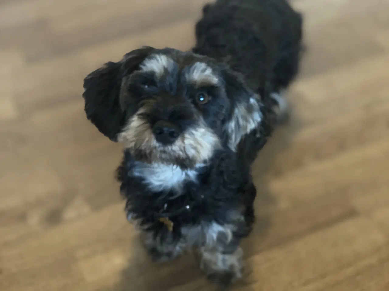 Billede 4 - Futti søger nyt hjem