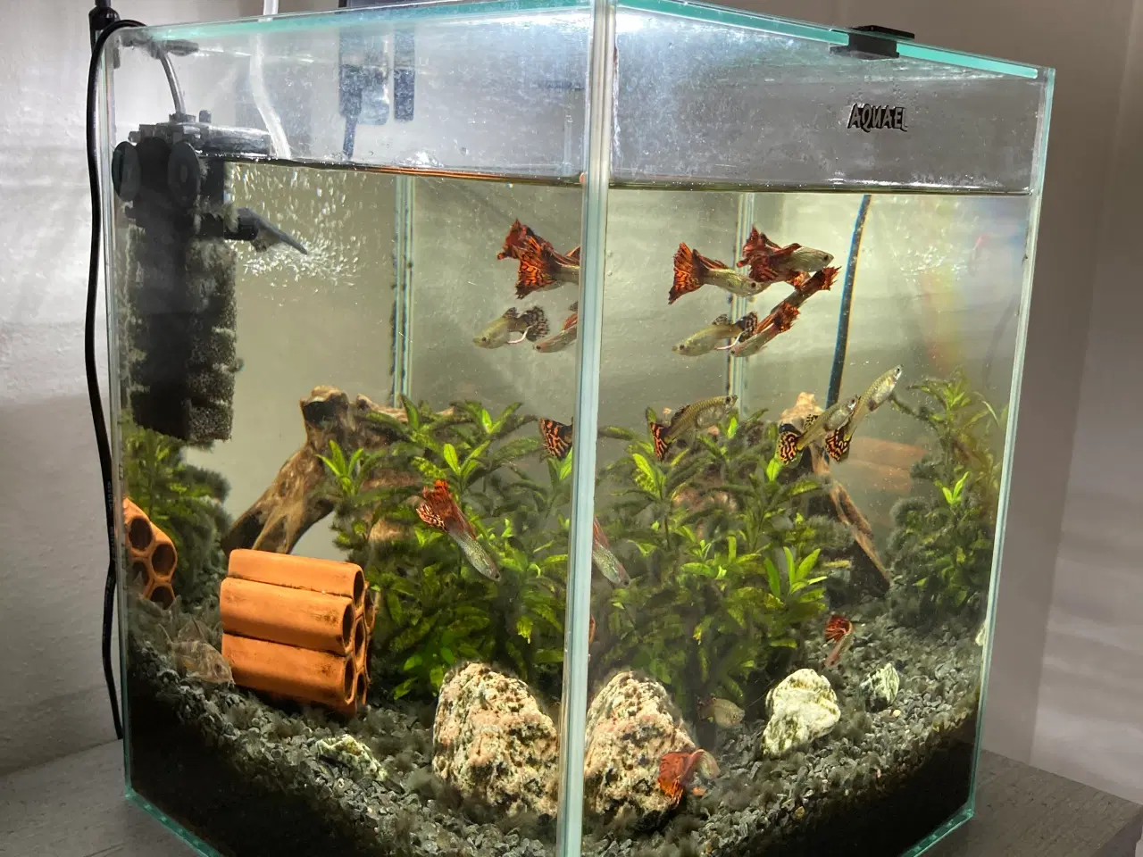 Billede 4 - Akvarium 30 Liter