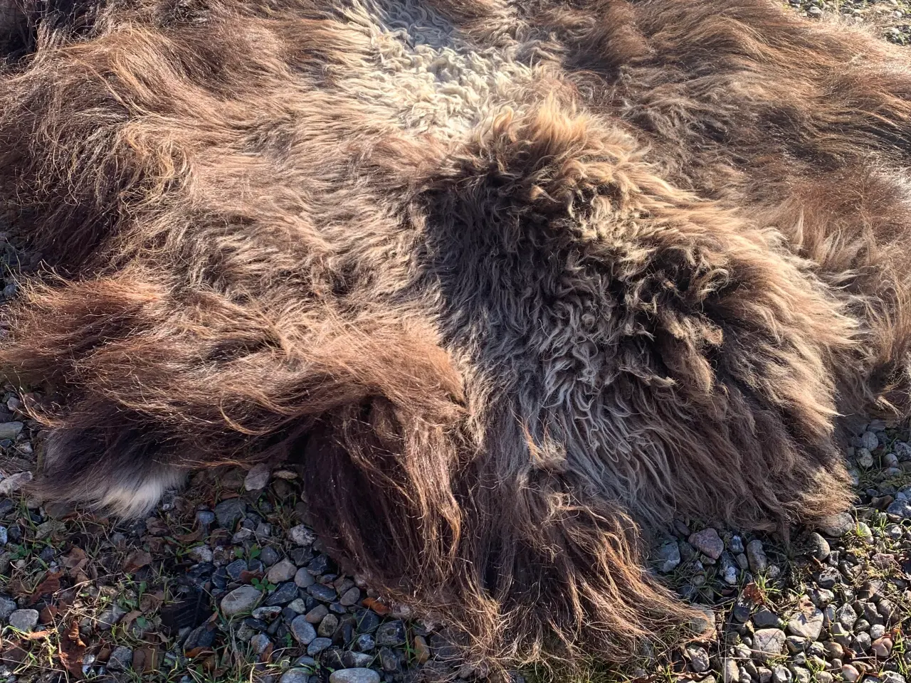 Billede 3 - Moskusokse skind stort