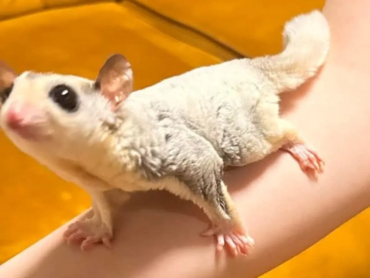 Billede 1 - sælger mine to meget søde og venlige sugerglider 