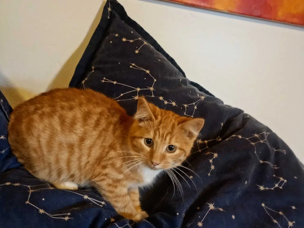 Billede 4 - Rød hun killing