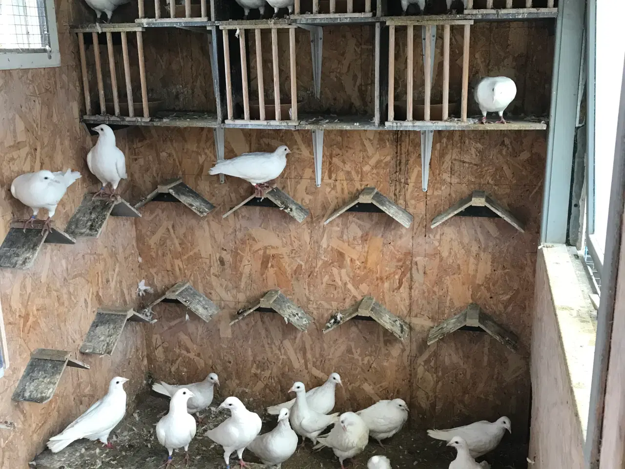 Billede 1 - Duer Unger