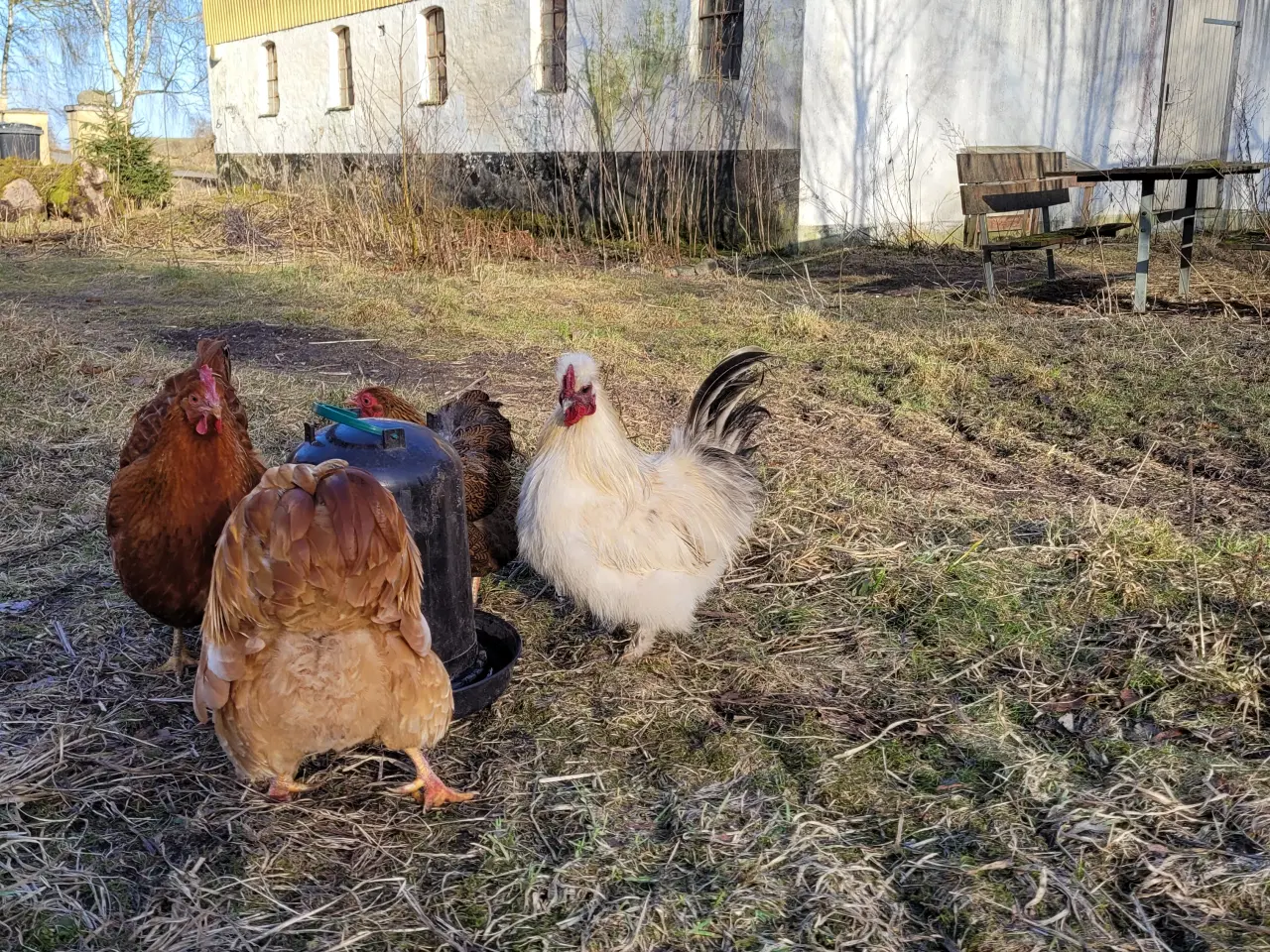Billede 3 - Sød og flot silkehane sælges