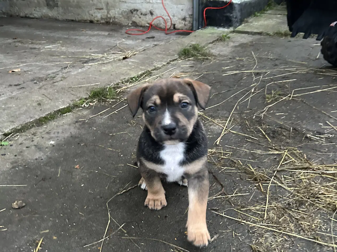 Billede 1 - Blandings hvalpe