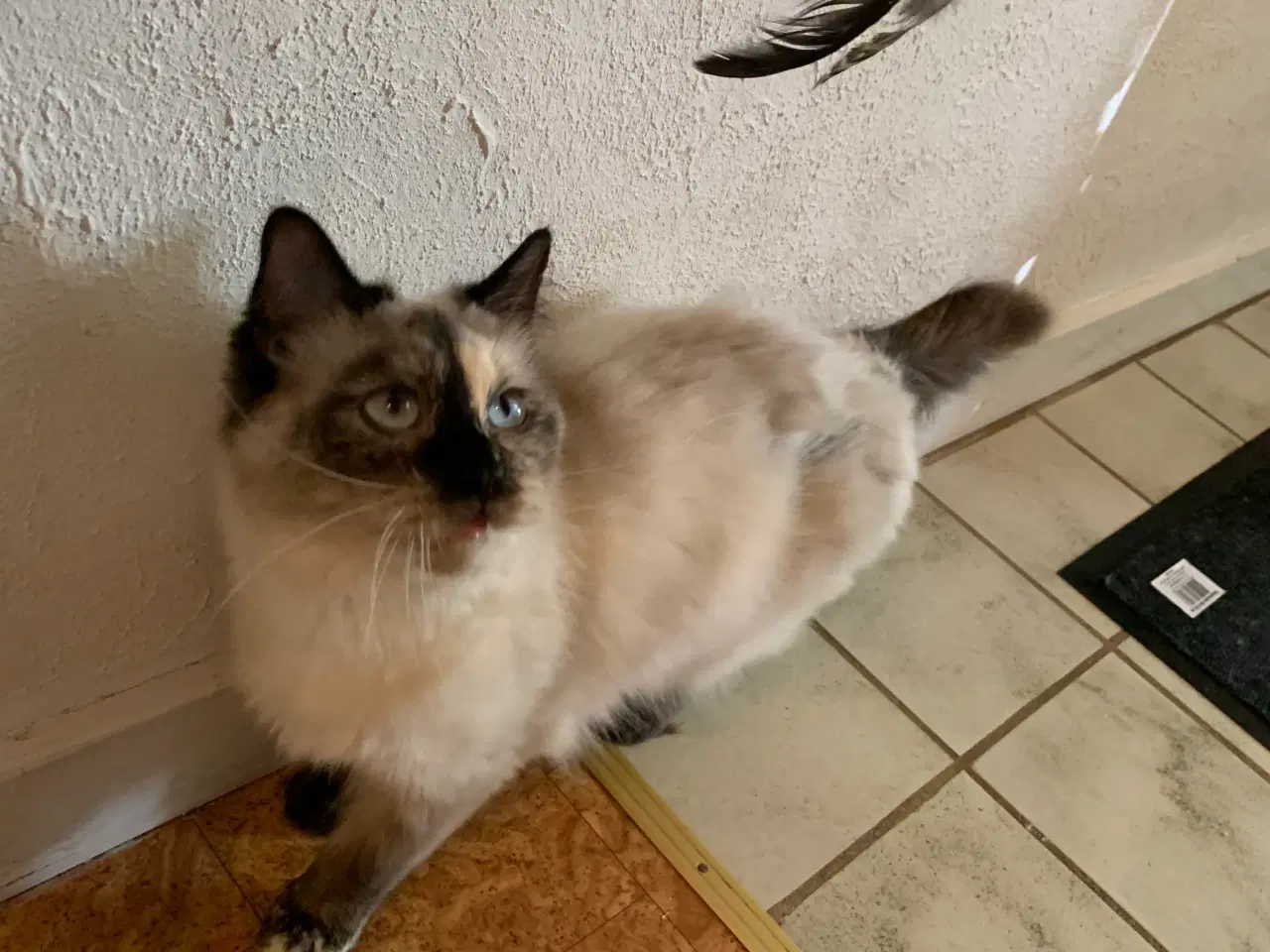 Billede 2 - Ragdoll - hun kat. 