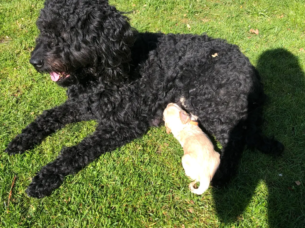 Billede 2 - Goldendoodle hvalpe 