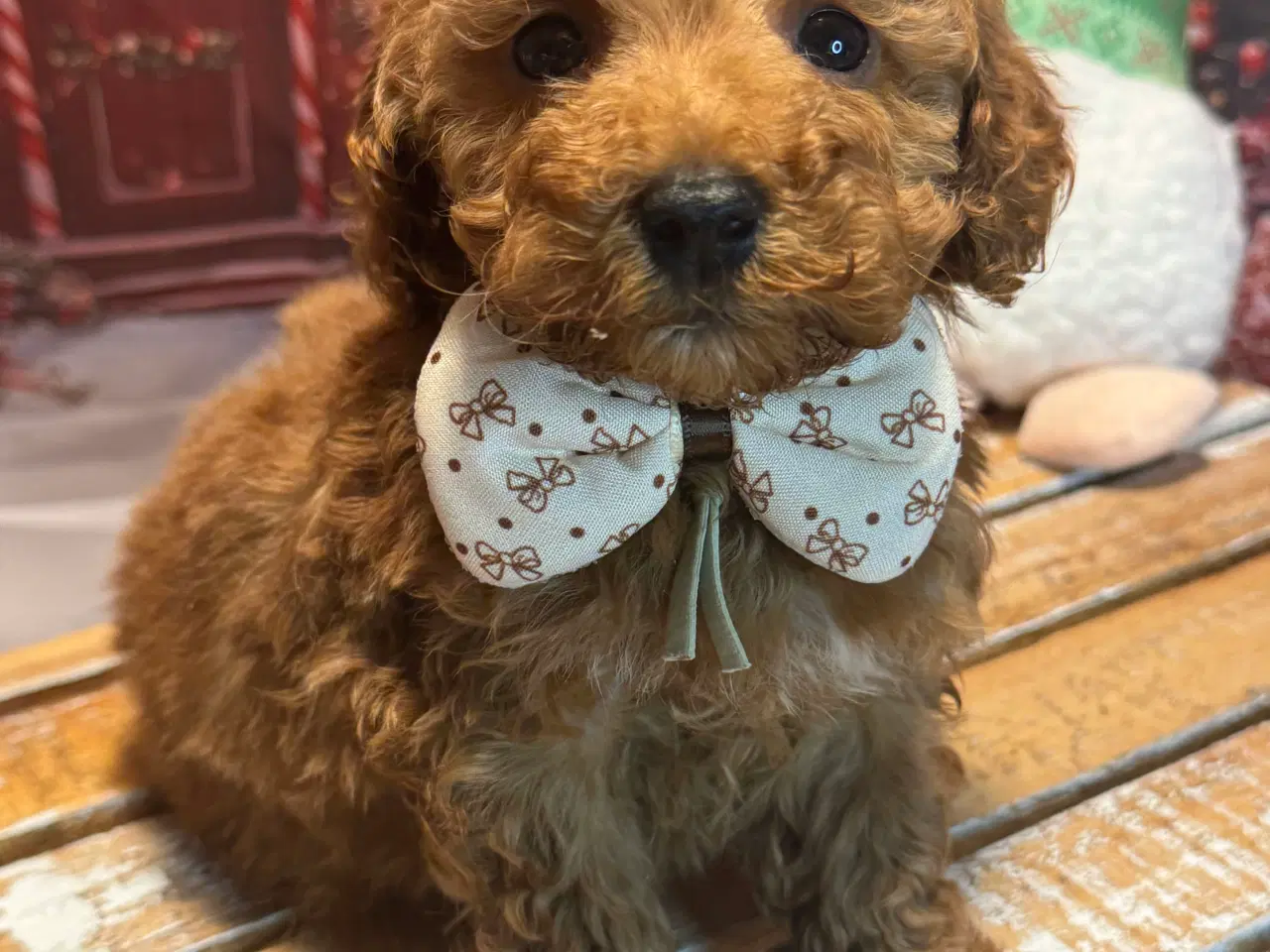 Billede 16 - Maltipoo 