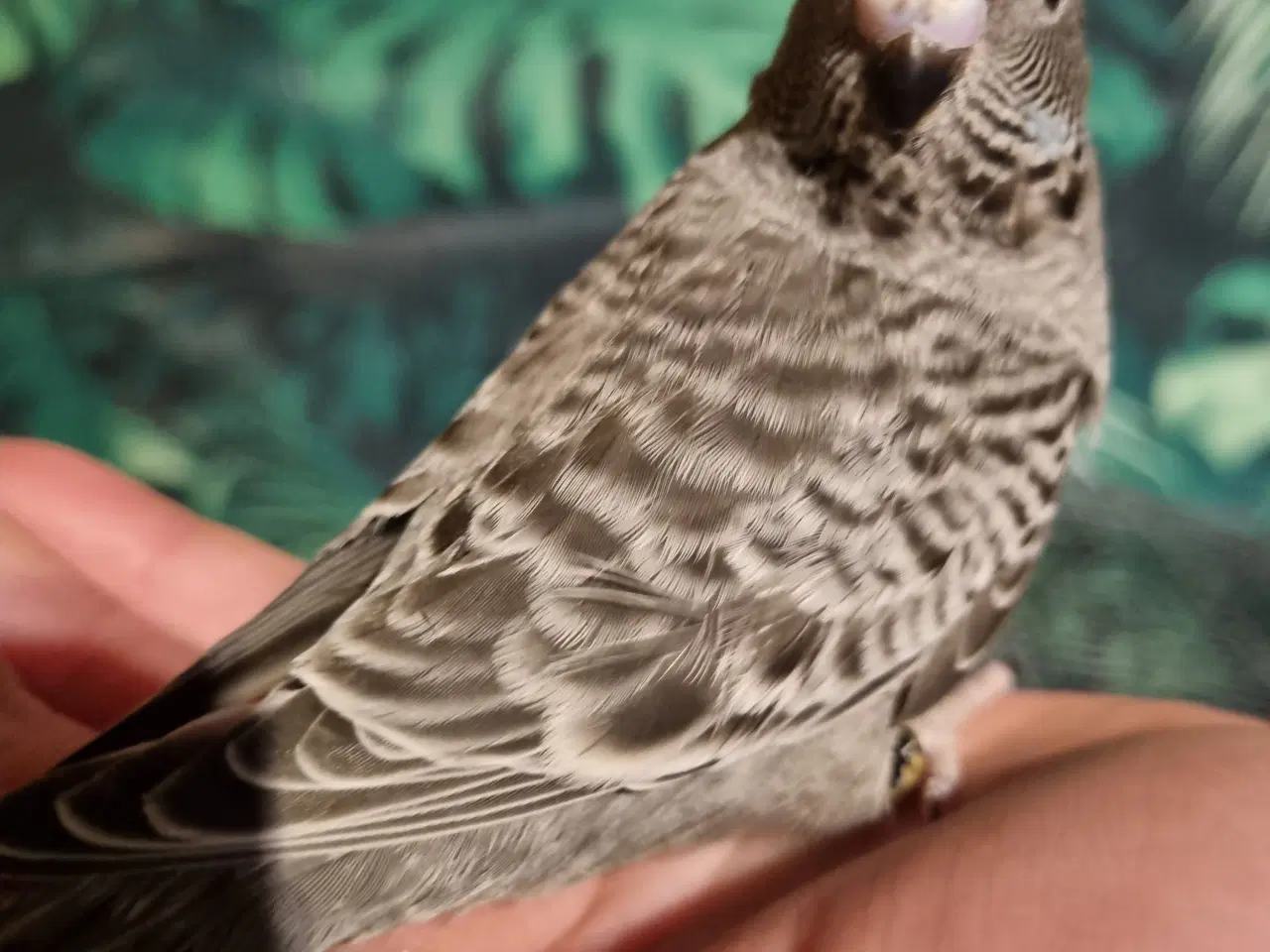 Billede 5 - Blackface undulat (unger)