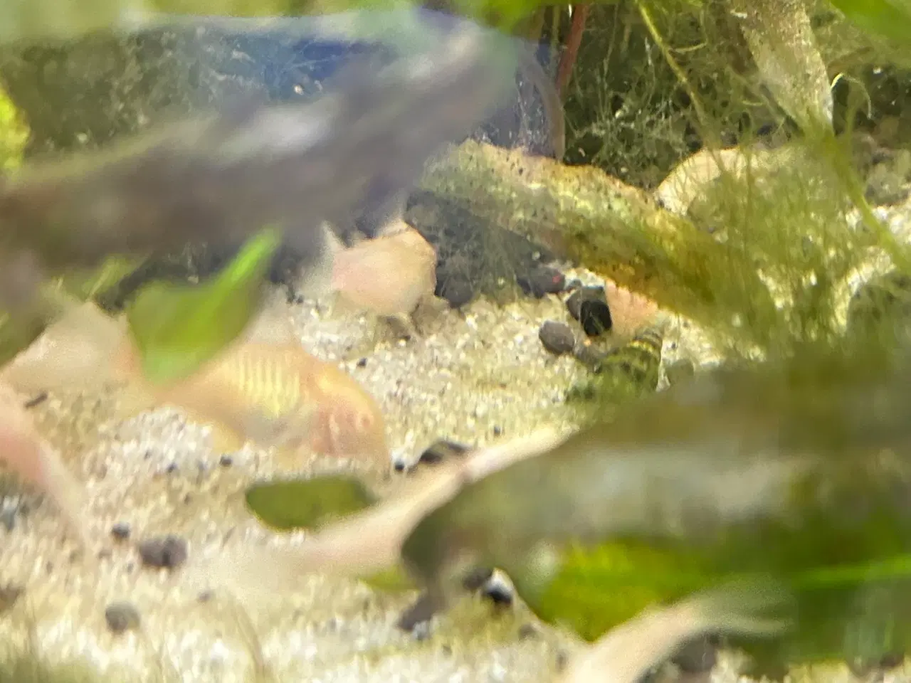 Billede 3 - 🐟 Albino pansermaller – 3-4 cm | Afhentes Viby J