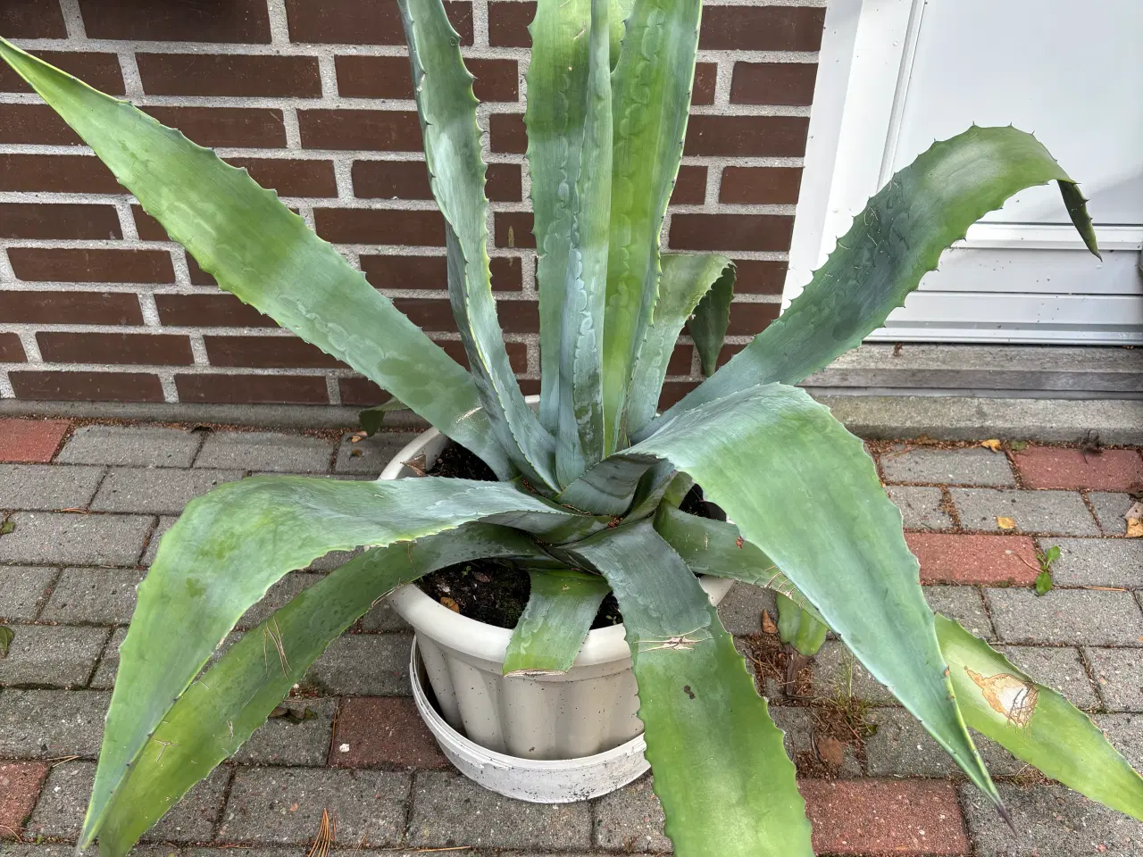 Billede 2 - Afhentes gratis: Agave plante