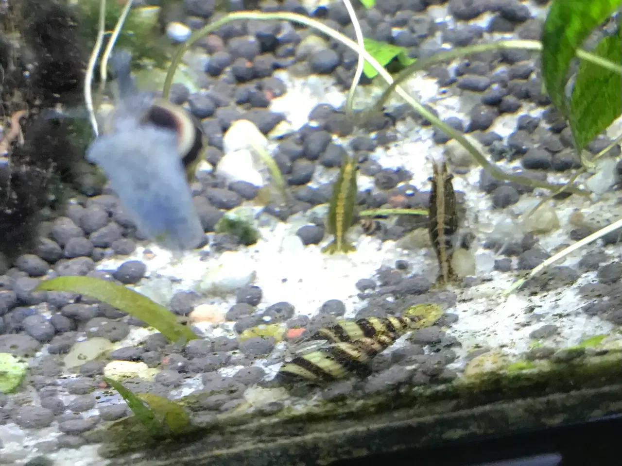 Billede 6 - 🐚 Helena-snegle Premium – 10 stk. | Sendes GLS