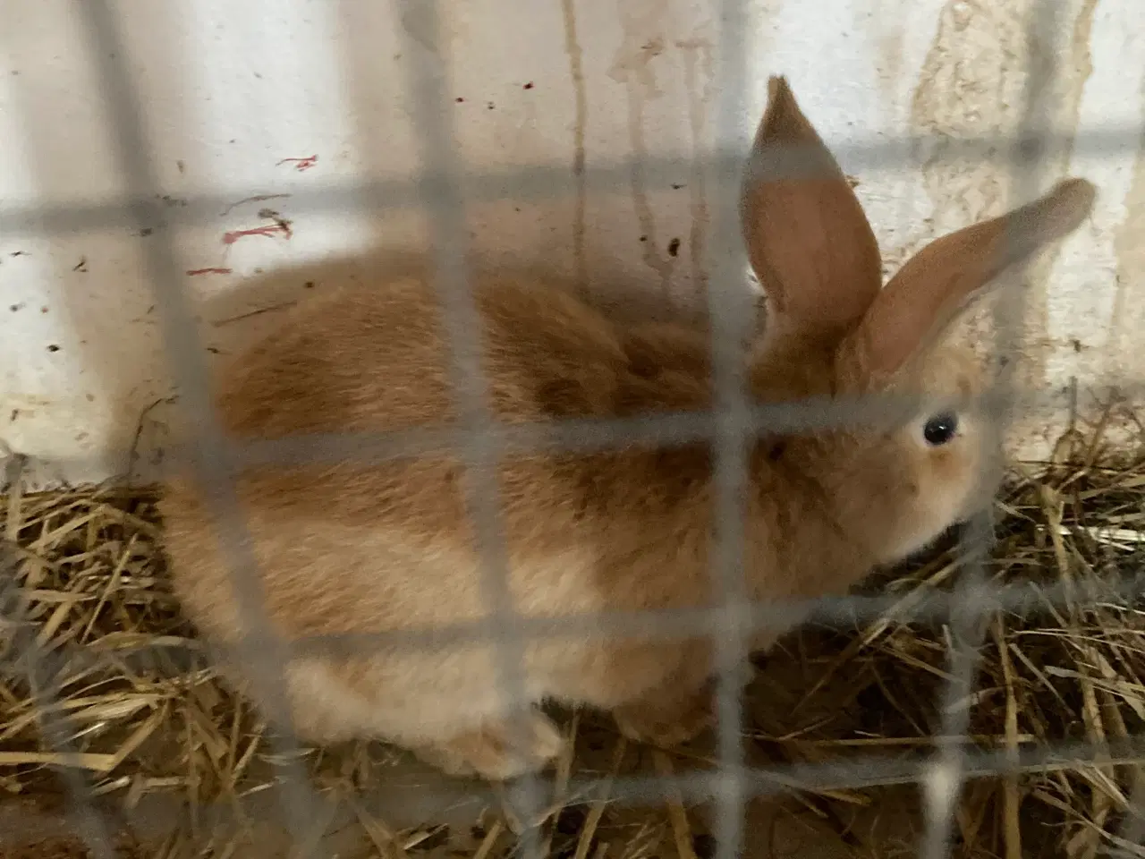 Billede 8 - Fin lille flok af kæmpe kaniner