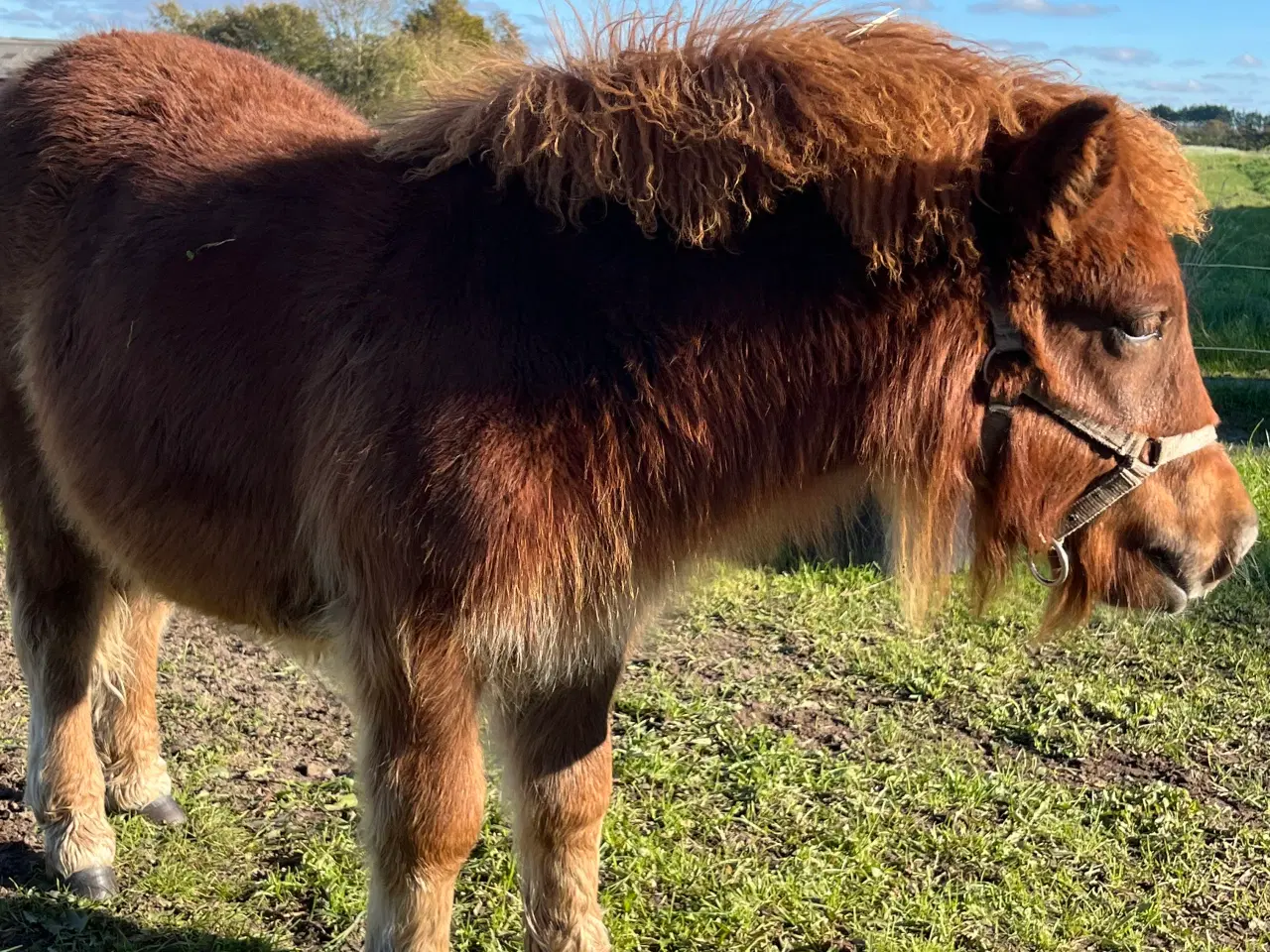 Billede 4 - Shetlænder hoppe