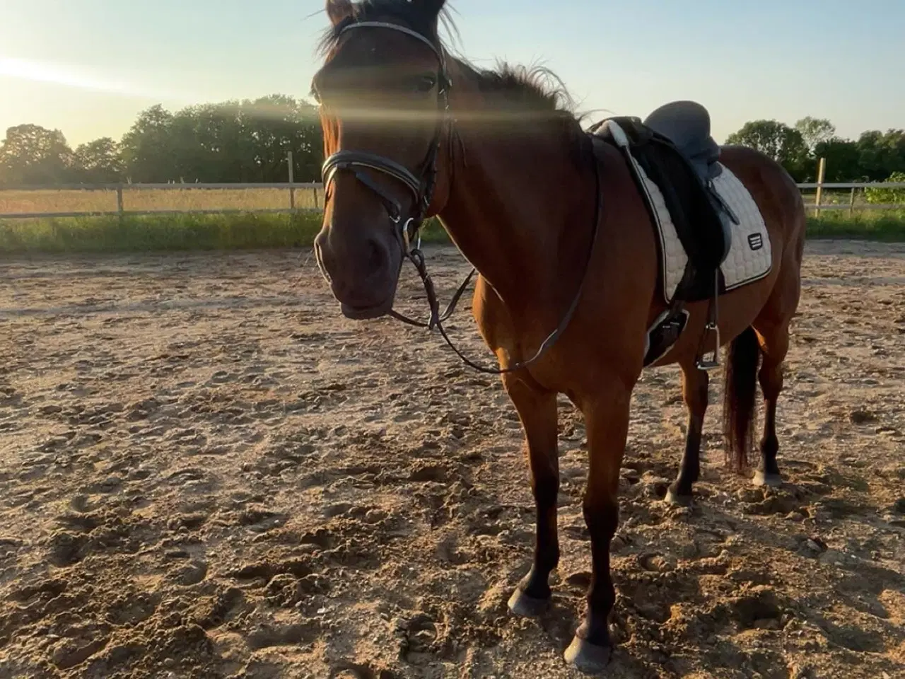 Billede 3 - Hest