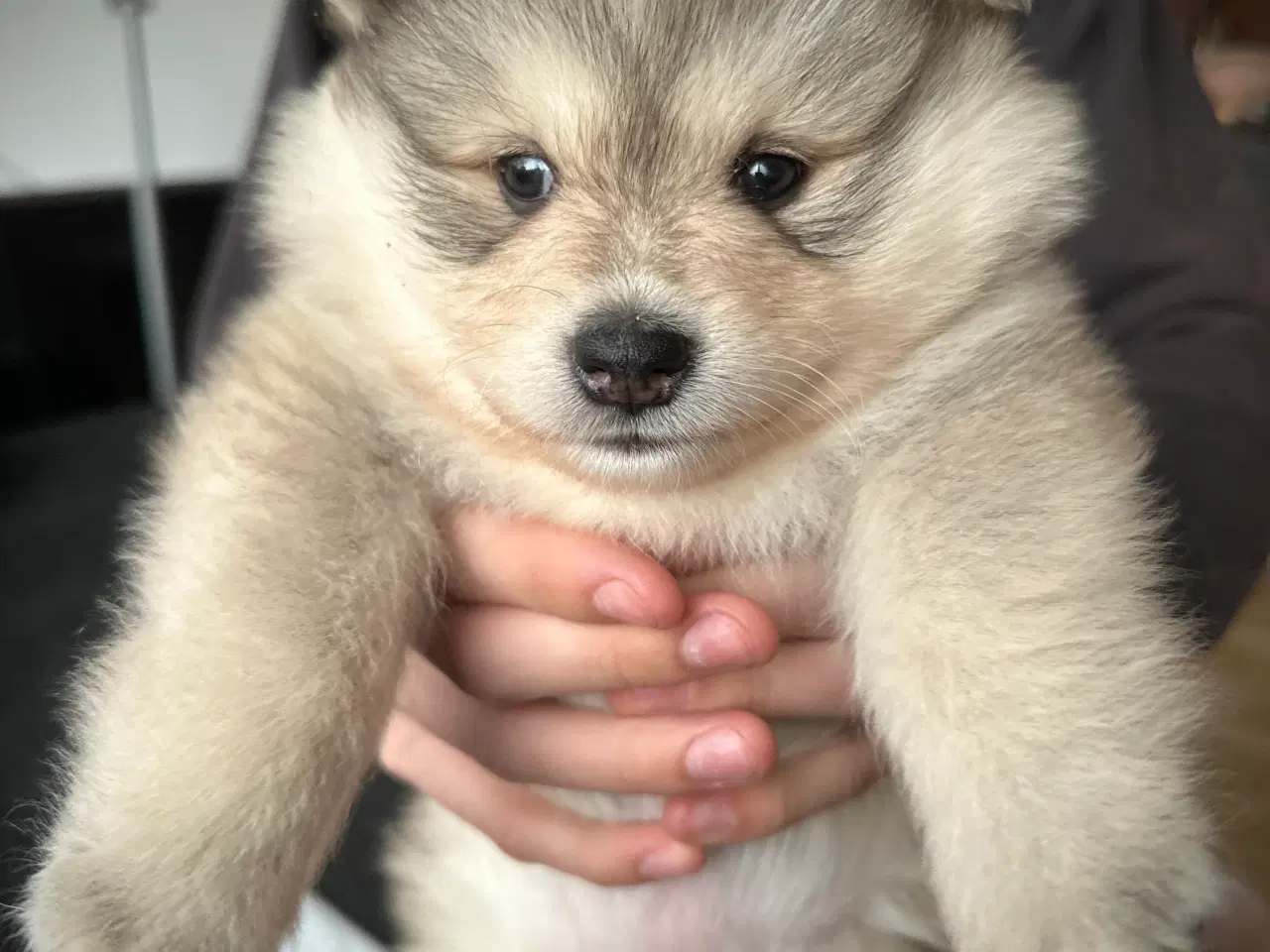 Billede 11 - Finske Lapphundehvalpe søger nye, kærlige hjem