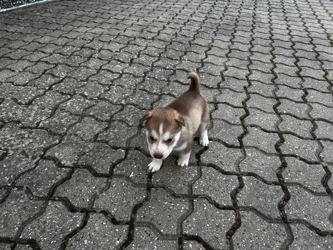 Billede 5 - Ægte husky hvalpe